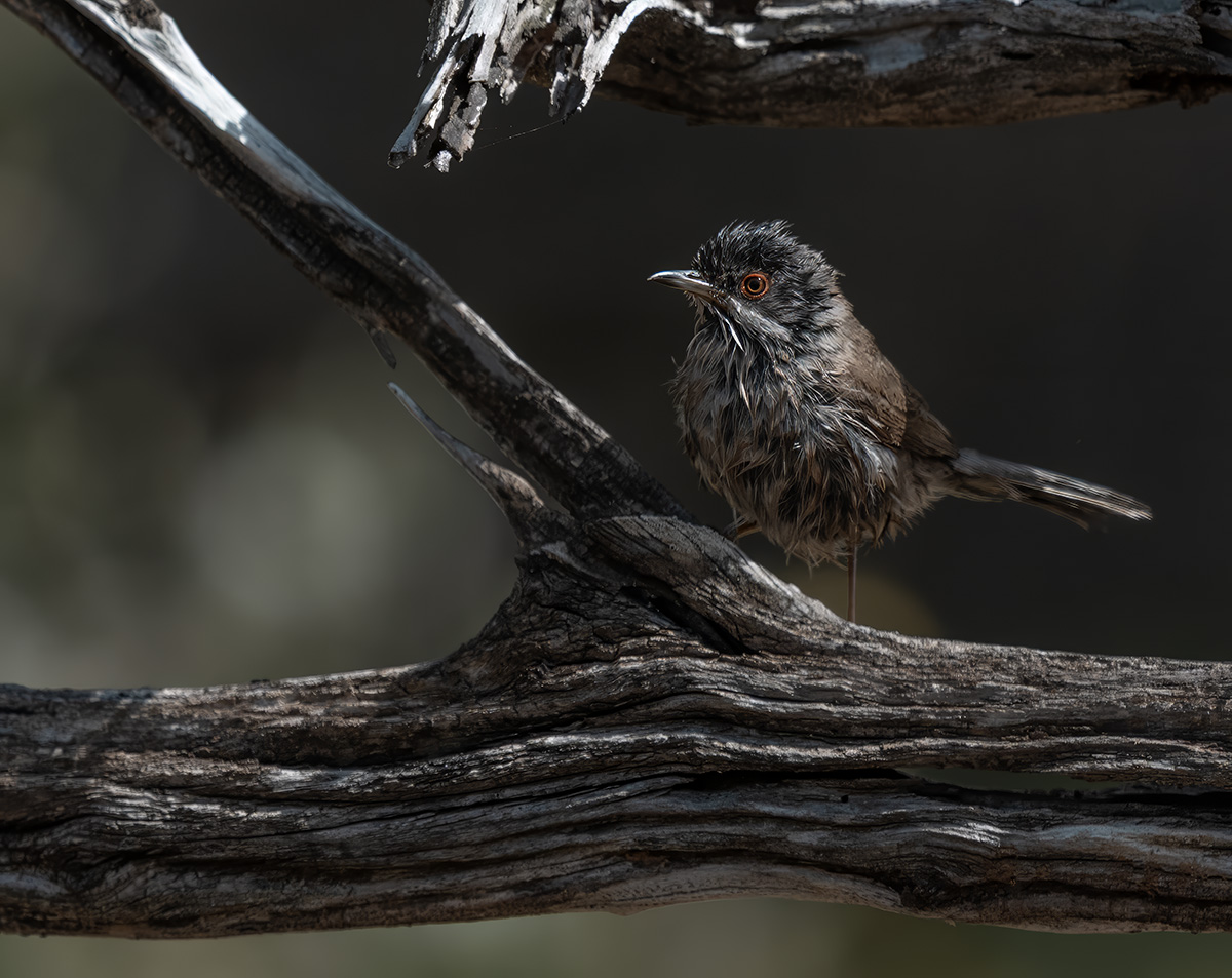Baardgrasmus — vogelfotografie