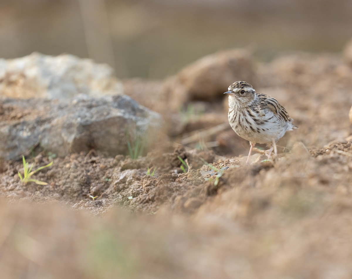 Boomleeuwerik — vogelfotografie
