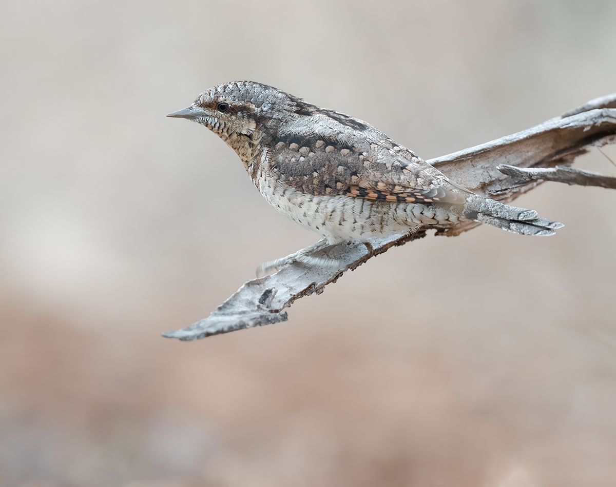 Draaihals — vogelfotografie