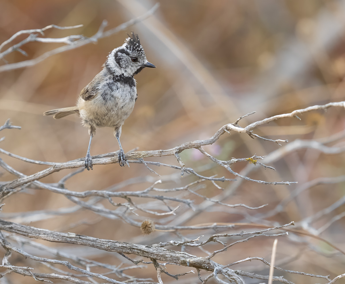 Kuifmees — vogelfotografie
