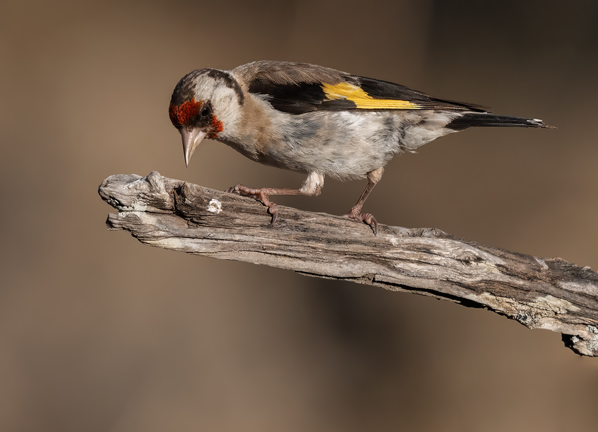 Putter — vogelfotografie