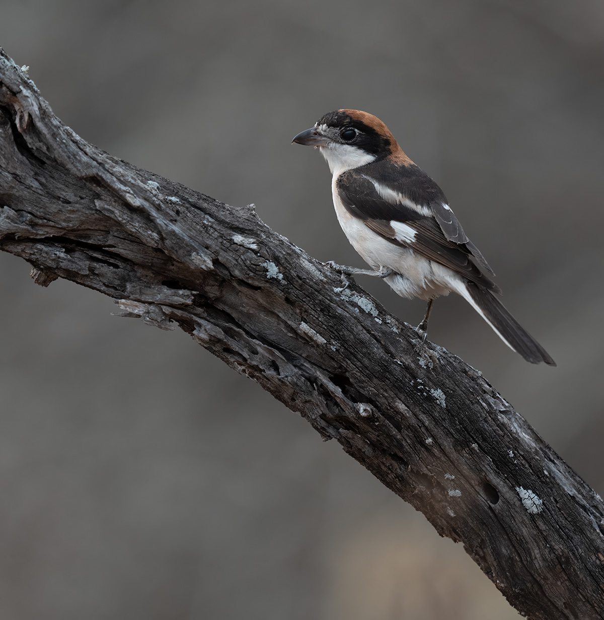 Roodkopklauwier — vogelfotografie