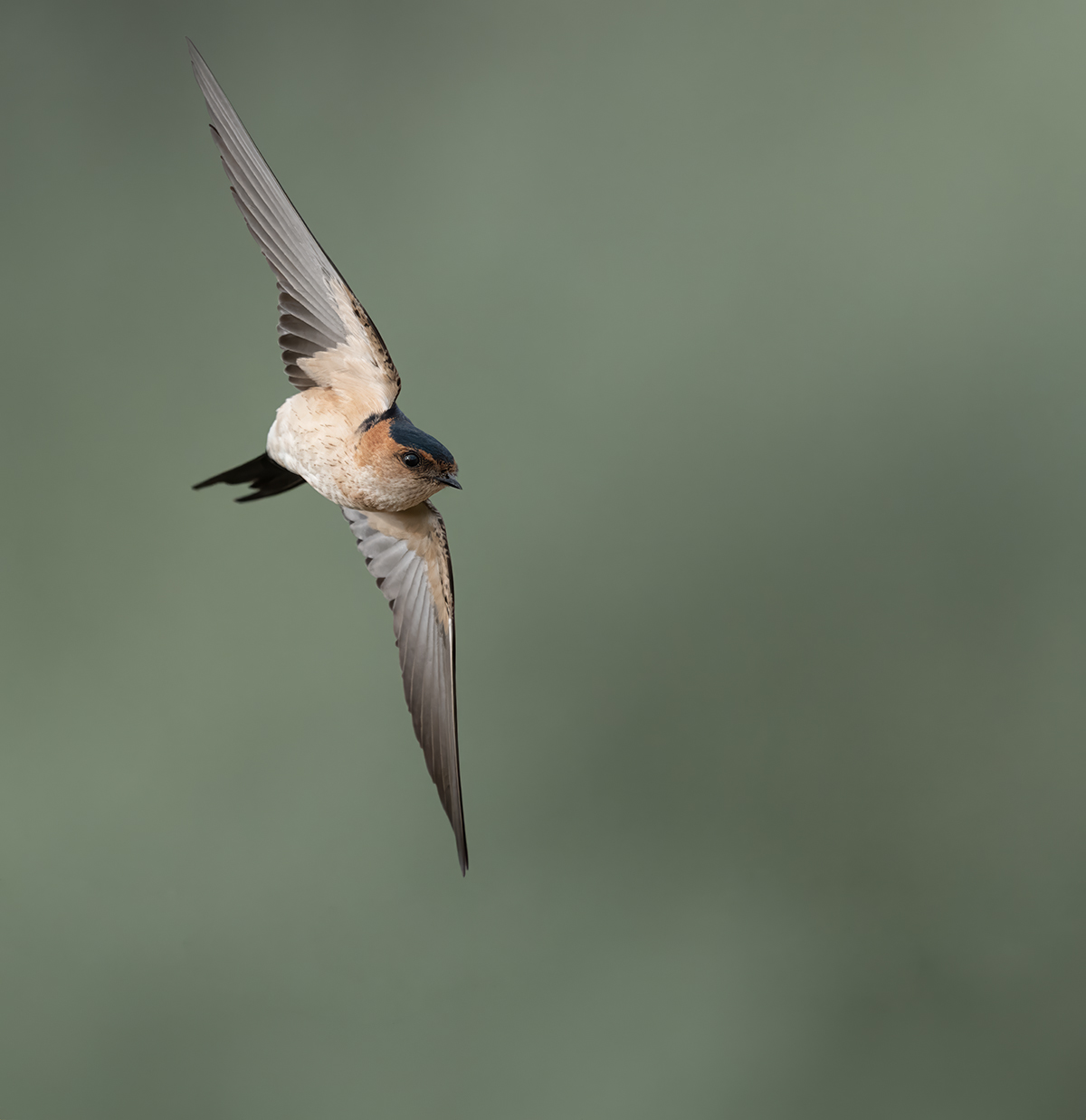 Roodstuitzwaluw — vogelfotografie
