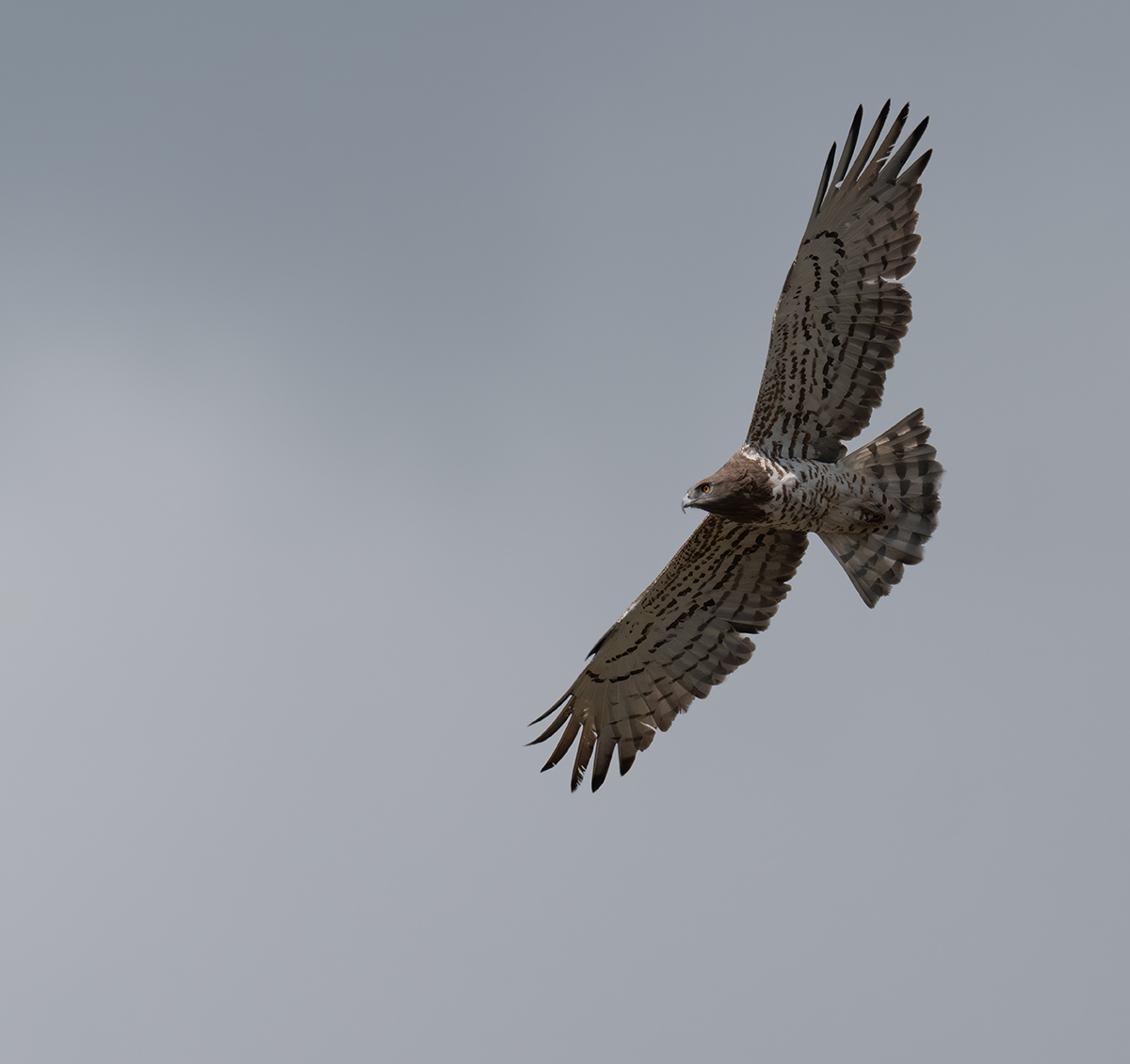 Slangenarend — vogelfotografie
