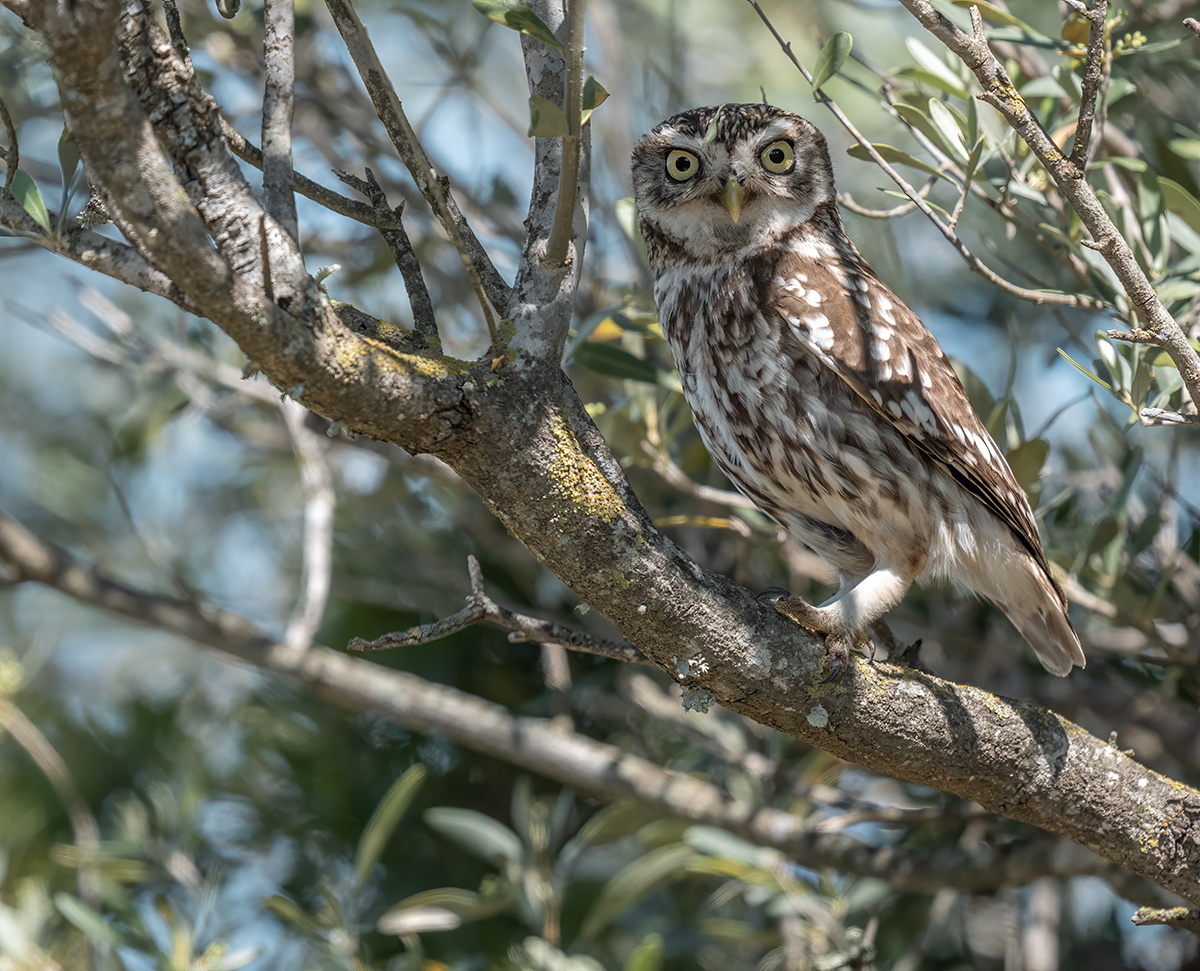Steenuil — vogelfotografie