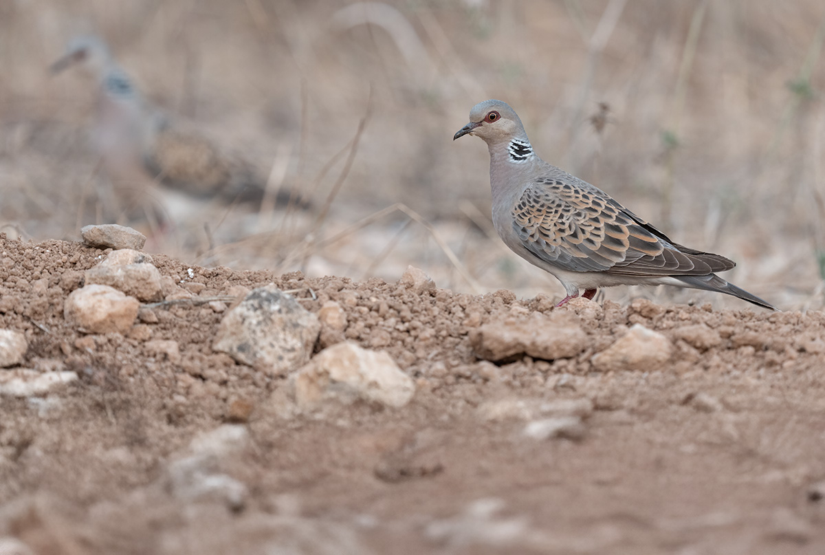 Zomertortel — vogelfotografie